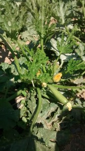 Carbassonera ecològica amb carbassó i flor.