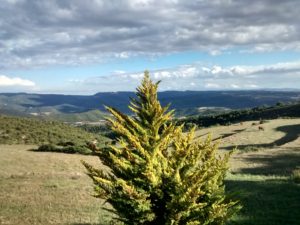 Vedells ecològics al Bages